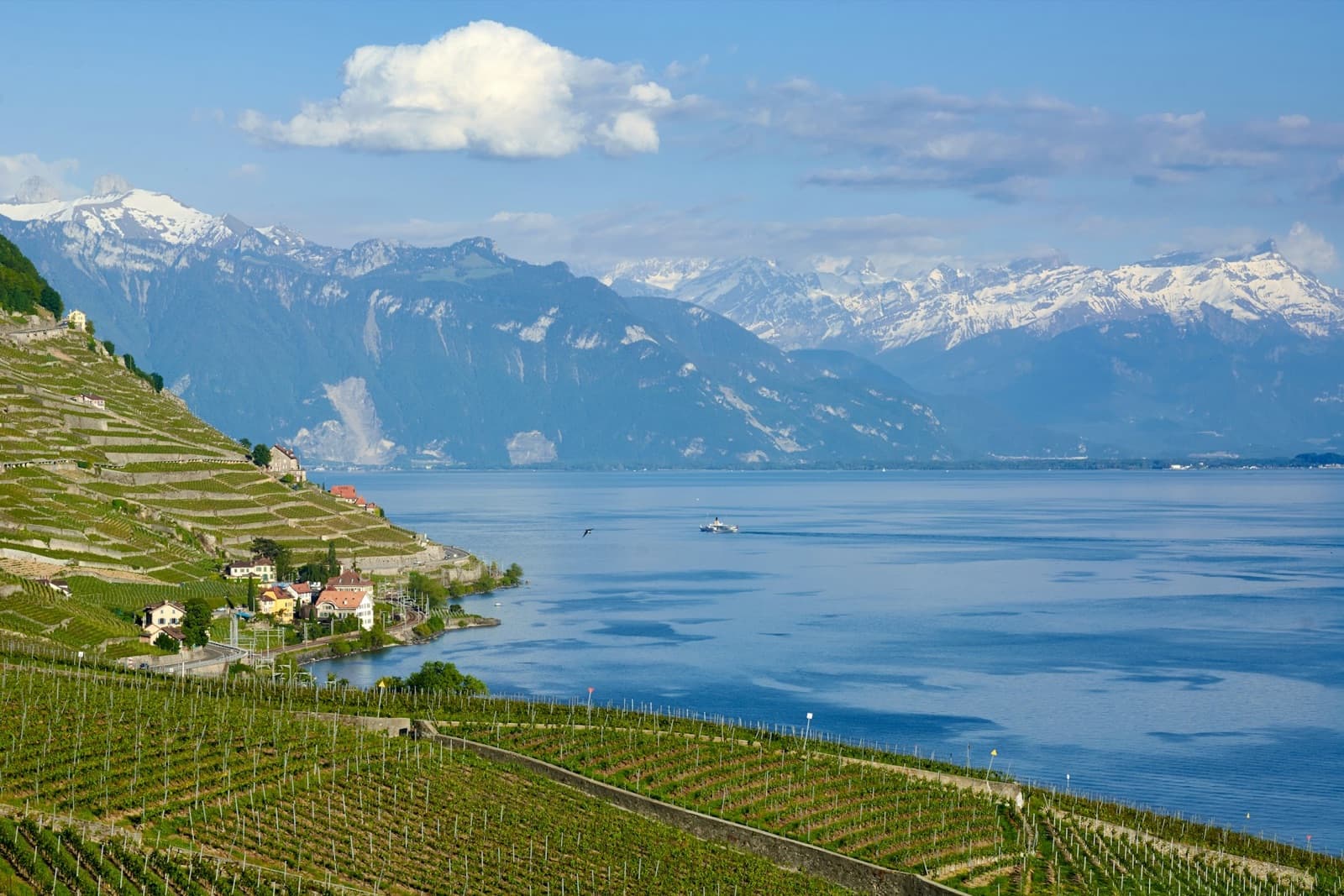 Terasele viticole din Lavaux, deasupra Lacului Léman